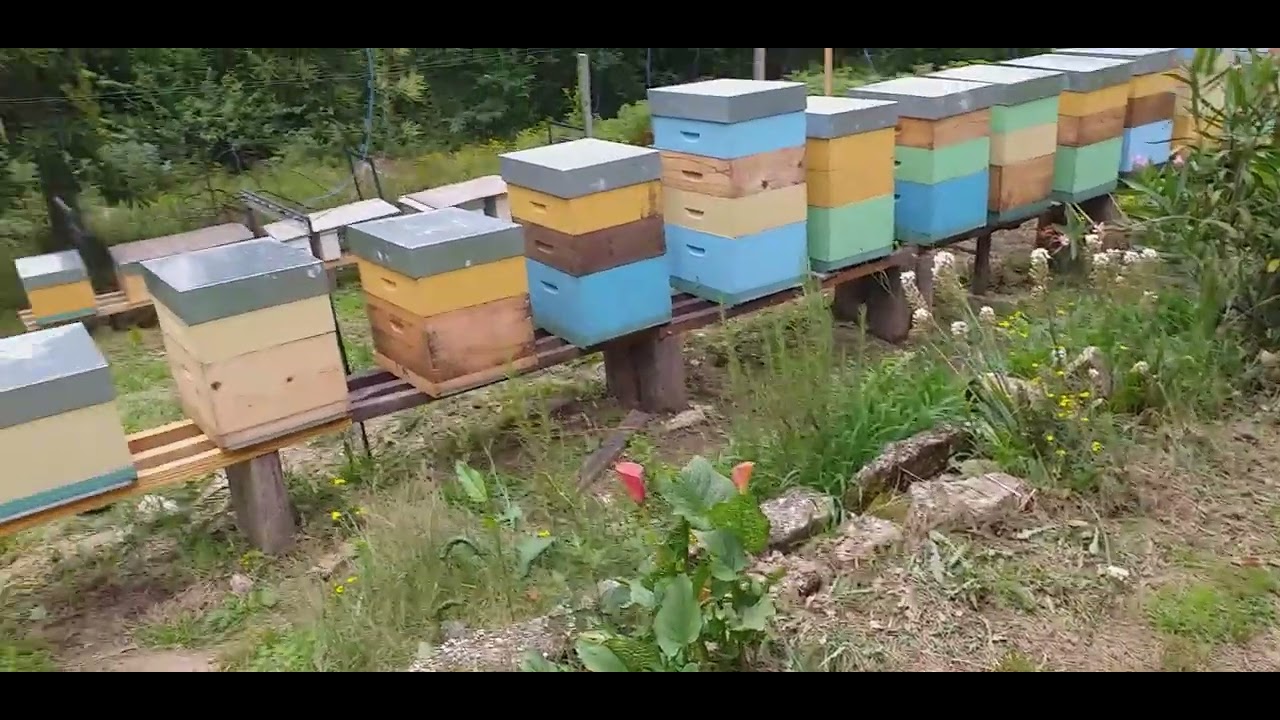 Un año más... malditas velutina.