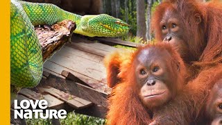 Why Baby Orangutans Must Learn to Fear Snakes | Love Nature