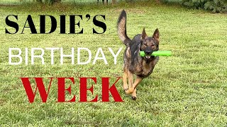 IT IS MY GERMAN SHEPHERD SADIE’S BIRTHDAY WEEK