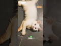 🤌#funny🌹cute #cat #viral #pets #viral# short #video #cat #lover👇subscribe me 🐱🐱🐱