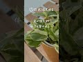 観葉植物が弱っている時にやってはいけないこと! #インテリアグリーン #観葉植物 #観葉植物のある暮らし #観葉植物の育て方 #観葉植物育て方 #水やり #葉水