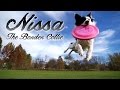 Kyle &amp; Nissa - The Border Collie (Parkour Dog Tricks)