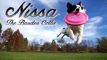 Kyle & Nissa - The Border Collie (Parkour Dog Tricks)