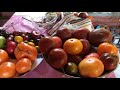 Как вырастить томаты без фитофторы и без химии