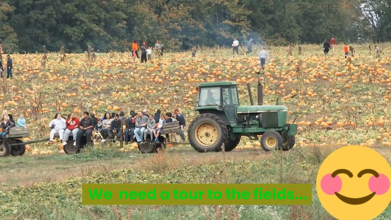 Pumpkin Fields...in Half Moon Bay, CA...Awesome...