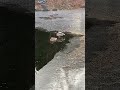 Mallard Ducks "DABBLING" For Food OFF ICE EDGE #nature #wildlife #animals #birds #shortvideo #shorts