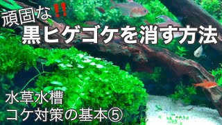 水草水槽のコケ対策 基本 黒髭ゴケ クロヒゲゴケ を消す方法 How To Control And Remove Aquarium Algae コケ対策 Youtube