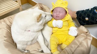 (Dogs And Babies) Dogs Giving Up Everything for the Baby