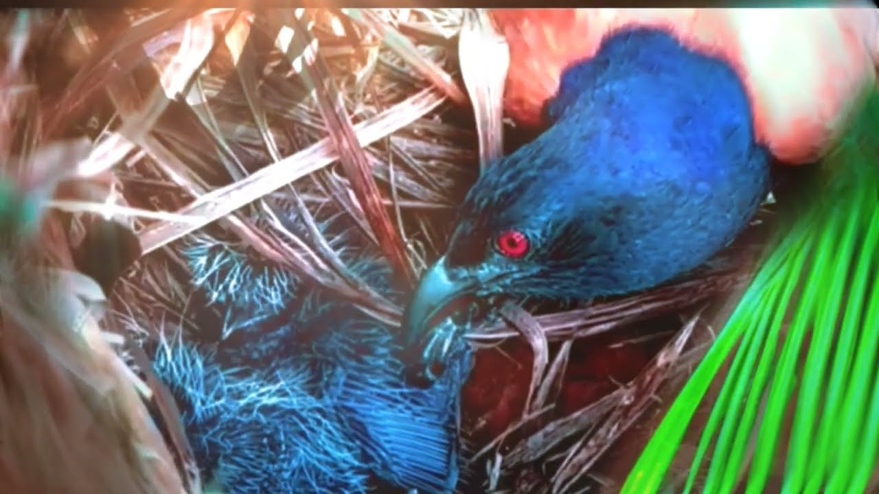 Птенцы бубута были избиты дикими птицами бубут, когда их родителей не было рядом.