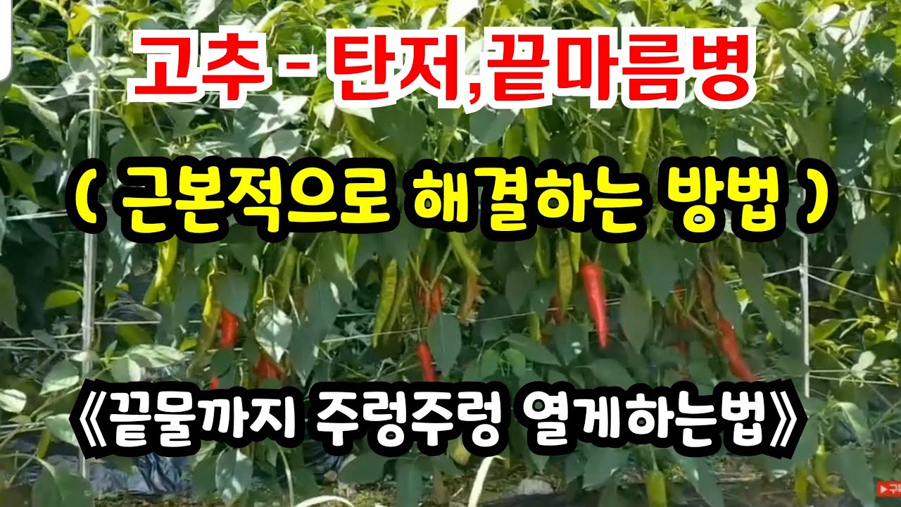 고추 - 이렇게 재배하면 탄저병, 끝마름병이 없고, 끝물까지 연속착과 됩니다 #고추농사잘짓는법