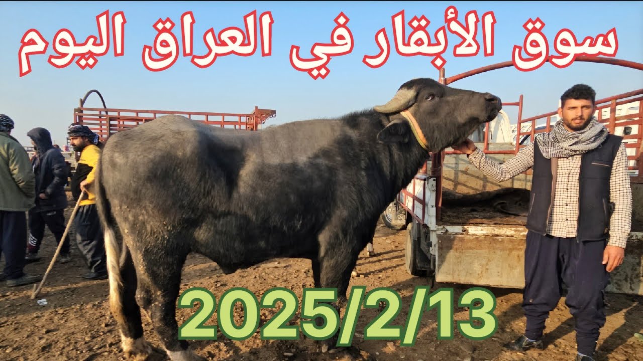 #سوق_الأبقار  في العراق سوق محافظة ديالى وسط العراق
