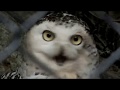 #03. Sleepng cute anlmal video collection.