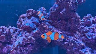 Reefer G3 250: Tank update, sand cleaning, and water change