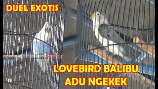 Kontes Burung Lovebird Balibu Terbaru - Konslet Lovebird Paling Kren