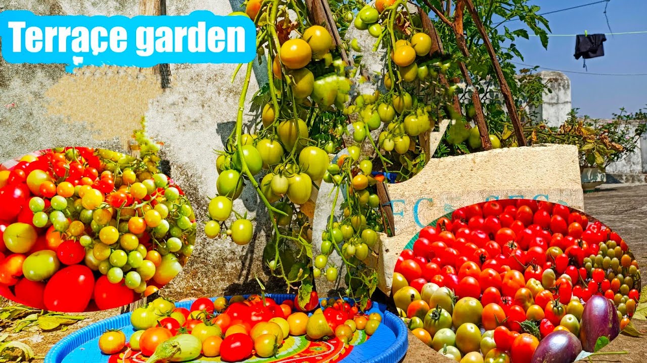 Bumper harvesting of cherry tomato and desi tomato from my terrace