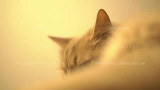 Macro footage with soft focus of fluffy red cat who is lying and looking at camera screenshot 5