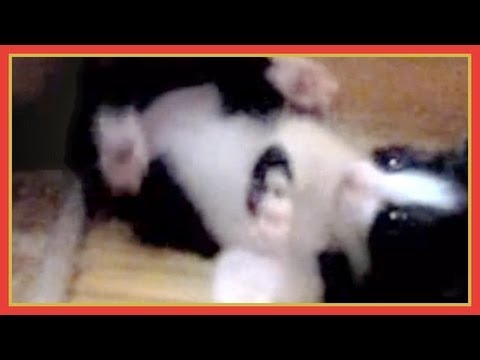 猫カフェ 横浜 よちよち歩きの子猫…生後３週間目(推定) はちわれ｢ハッチ｣ かわいい子猫動画　- So Cute Kitten Hatch