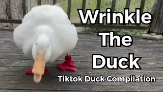 Best of Tiktok #5 (wrinkle the duck)