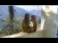 The Most Selfless Friendship You'll See Today A Voiceless Baby Monkey's Story#monkey #trendingvideo 