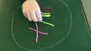Mitosis Modeling