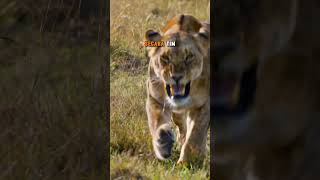 Download Lagu Are Lionesses Deadlier Than Male Lions? MP3