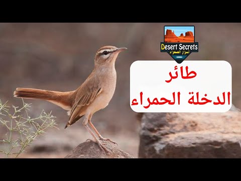 طائر الدخلة الحمراء Agrobate Roux 