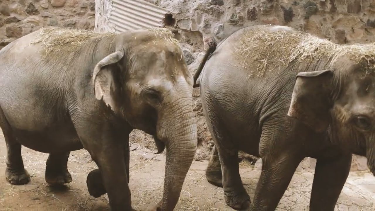 POCHA Y GUILLERMINA: EL VIAJE DE SUS VIDAS