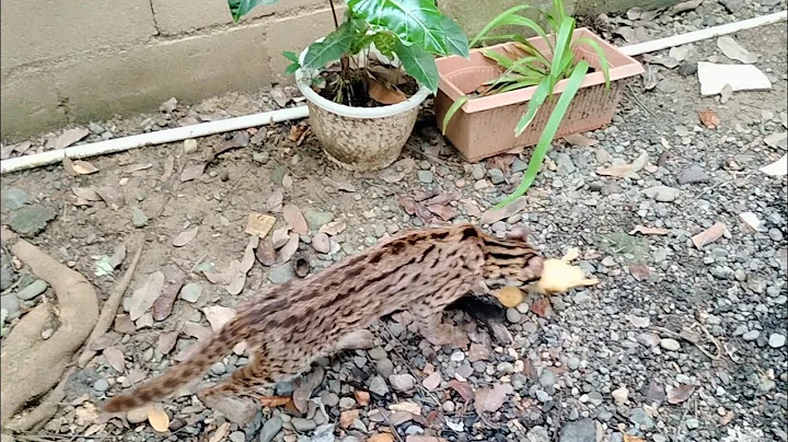 Watch the video about Bobcat Sumatera/Asian Leopard Cat Eats Baby Chiken For The First Time part 2[Live Feeding Education]