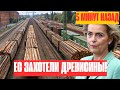 Европа потребовала поставок дешевой российской древесины - Ответ Путина взбудоражил наглецов!