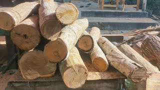 Processing bush firewood into raw material for furniture || Acacia wood || Sawmills.