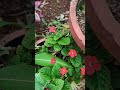 Episcia cupreata (ഫ്ലെയിം വയലറ്റ്)#flowers #decorating #plants #nature #redflower