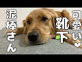 世界一可愛い靴下泥棒よもぎ【ゴールデンレトリバー】