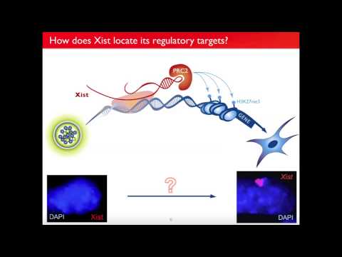 Video: Molekulárny Vzorec LncRNA V Hepatocelulárnom Karcinóme