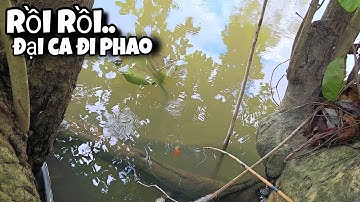 Tập 152 - Cá Rô Khủng Bắt Đầu Xuất Hiện Khi Con Nước Lên Cao | Câu Cá Rô Đồng
