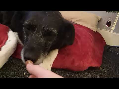 Видео: Day 17 Doggy Advent Calendar with Romanian Rescue Ronnie
