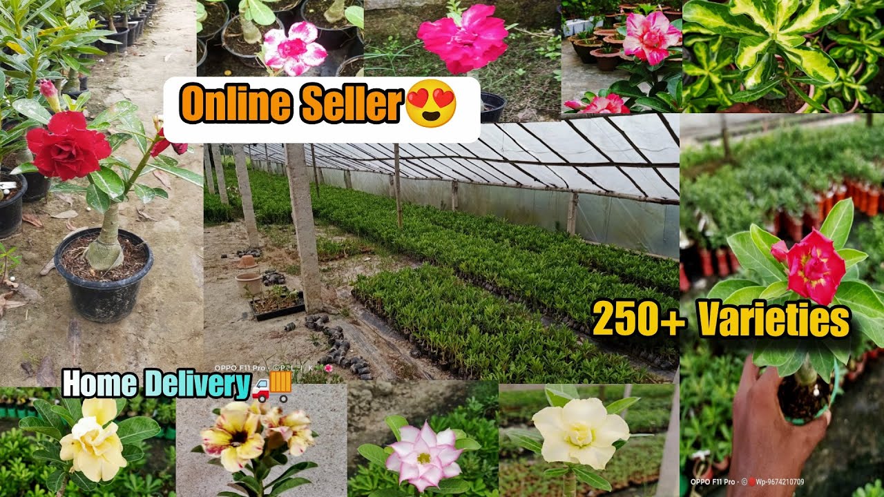🔴 Online Sell || Wholesale & Retail Adenium Plants Nursery 🌱 Kolkata New Best Adenium Plants Nursery