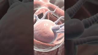 Human Life Ka Shuruat: Sperm aur Egg Ka Milan (3D Animation) 🧬 #3danimation #animationexplained