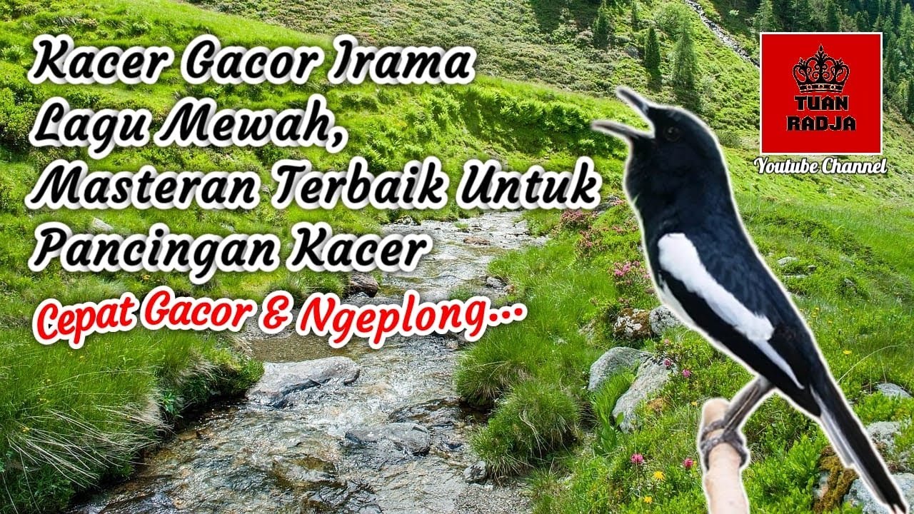 Kacer gacor irama lagu mewah, masteran terbaik untuk pancingan agar kacer cepat gacor dan ngeplong