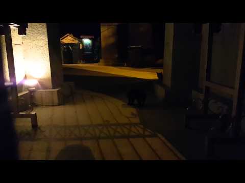 ეშმაკისეული კატა