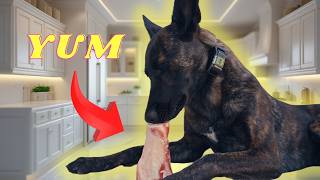 My dog tries a raw bone for the first time...