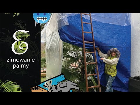 Video: Sprievodca chorobami palmy ságovej: tipy, ako sa zbaviť chorôb palmy ságovej