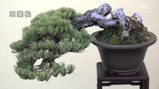 金采（双幹） - BONSAI {皐月盆栽（satsuki-bonsai)}