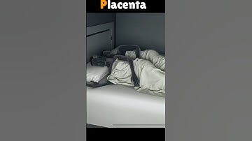 3D Animation of Placenta #shorts