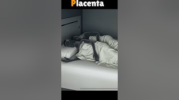 3D Animation of Placenta #shorts