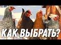 КАК ПРАВИЛЬНО ВЫБРАТЬ ПОРОДУ КУРИЦЫ? / Школа начинающего птицевода №2