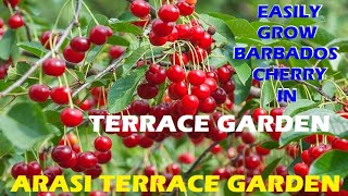 BARBADOS CHERRY PLANT - HOW TO EASILY GROW IN TERRACE GARDEN. ARASI TERRACE GARDEN