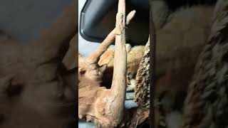 When a buggy bug sleeps