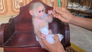 David the monkey ran to ask for yogurt from Grandma