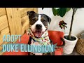 Adoptable Duke Ellington | Smooth Talkin’ Sweetheart