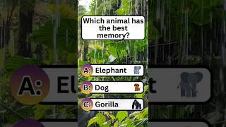 Which animal has the best memory? #shorts #animals #facts #quiz